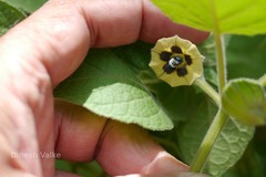 Physalis peruviana